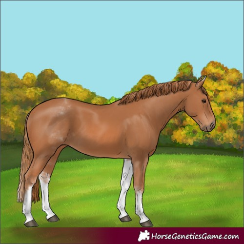 Horse Color:White Spotted Chestnut 