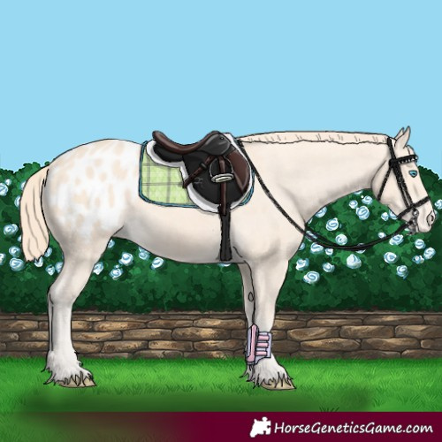 Horse Color:Perlino Appaloosa