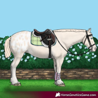 Horse Color:Perlino Blanket
