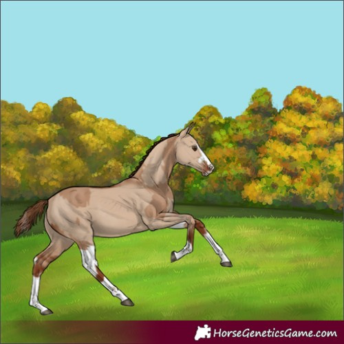 Horse Color:Red Dun Splash  and Red Dun Splash 