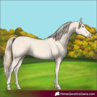 Horse Color:Perlino