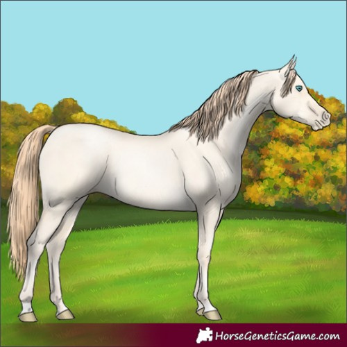 Horse Color:Amber Cream Champagne Pearl Dun 