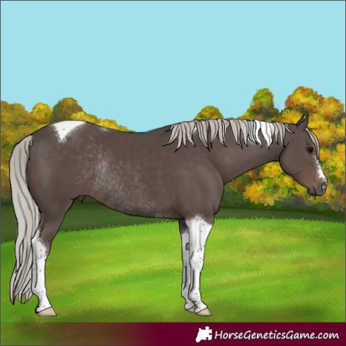 Horse Color:Silver Black Tobiano Rabicano 