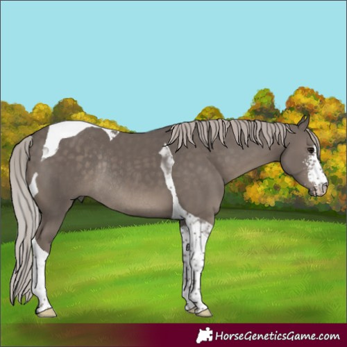 Horse Color:Silver Black Sabino Tobiano Rabicano 