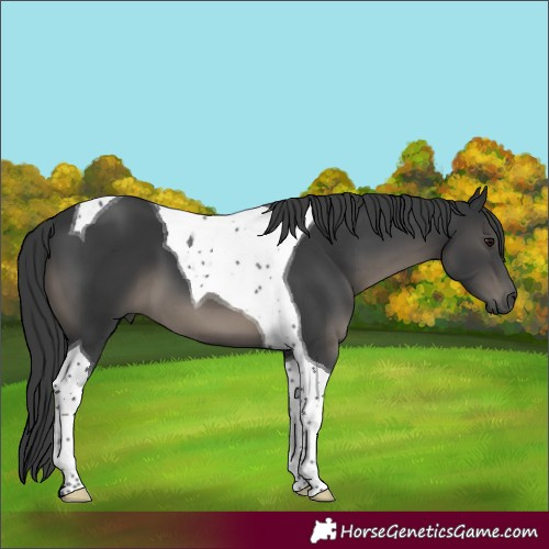 Horse Color:Black Tobiano