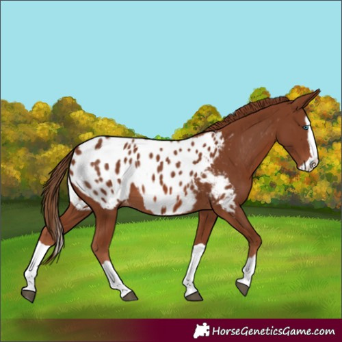 Horse Color:Chestnut Splash Appaloosa 