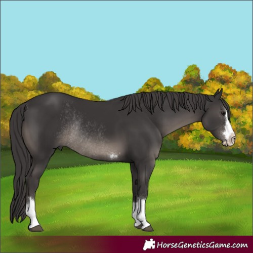 Horse Color:Smoky Black Rabicano 