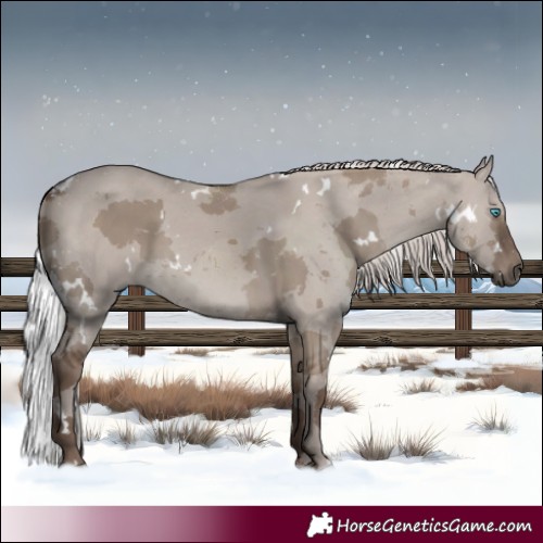 Horse Color:White Spotted Silver Grullo Merle Rabicano 