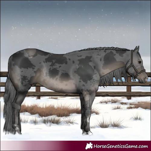 Horse Color:Black Merle Rabicano 