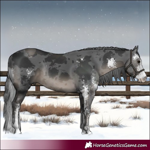 Horse Color:Black Merle Sabino Rabicano 