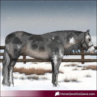 Horse Color:Black Merle Sabino Rabicano