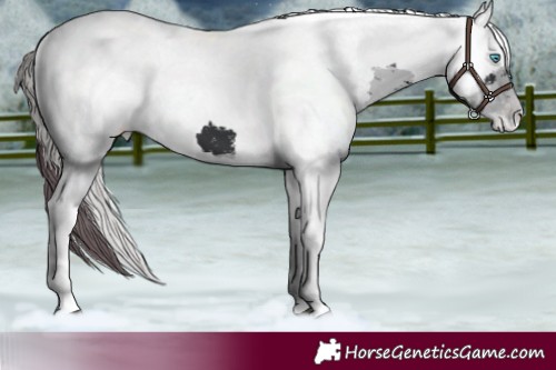 Horse Color:Black Merle Snowflake Varnish
