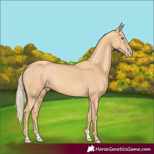 Horse Color:Gold Champagne Rabicano 