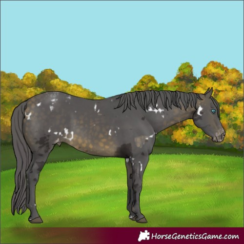 Horse Color:White Spotted Buckskin Merle Sabino Appaloosa Rabicano 