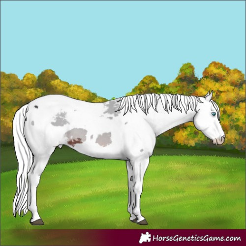 Horse Color:White Spotted Brown Merle Sabino Snowcap Rabicano 