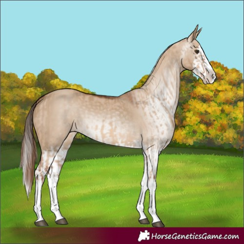 Horse Color:Red Dun Splash  and Gray Red Dun Splash 