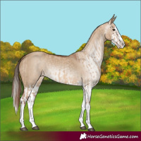 Horse Color:Red Dun Splash  and Gray Red Dun Splash 