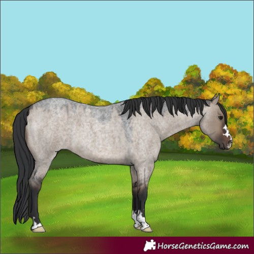 Horse Color:Brown Roan Dun 