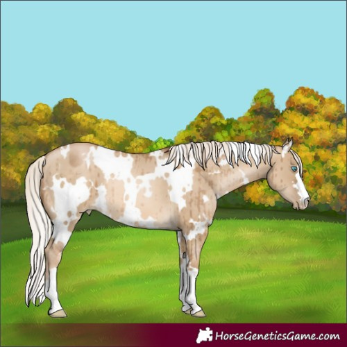 Horse Color:White Spotted Chocolate Palomino Pearl Dun Brindle 