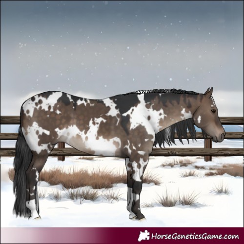 Horse Color:White Spotted Brown Dun 