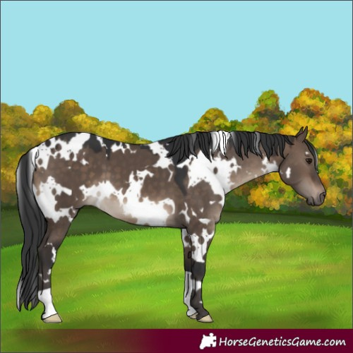 Horse Color:White Spotted Brown Dun