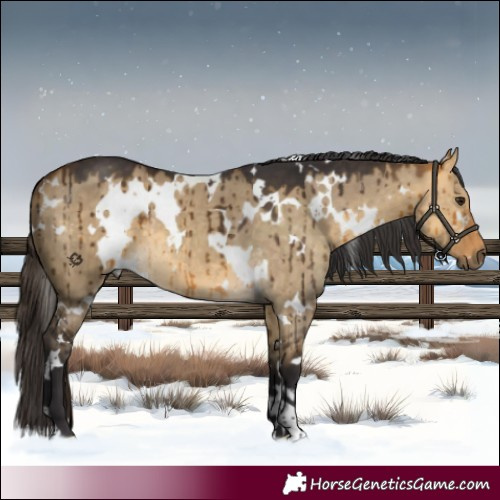 Horse Color:White Spotted Buckskin Dun Brindle 