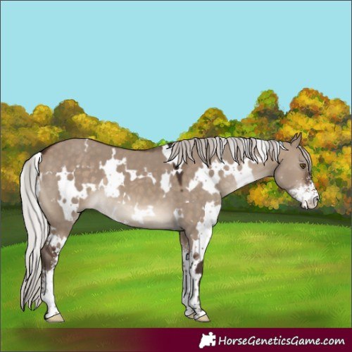 Horse Color:White Spotted Silver Brown Dun Sabino 