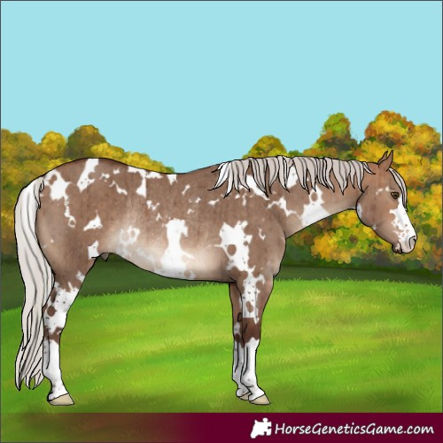 Horse Color:White Spotted Silver Bay Dun Rabicano Brindle 