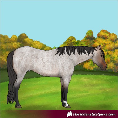 Horse Color:Bay Roan Dun Brindle 