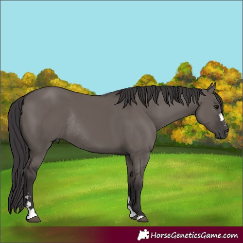 Horse Color:Smoky Grullo Rabicano