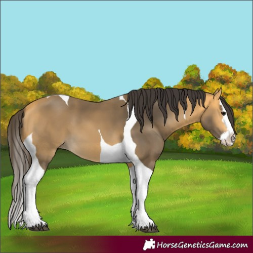 Horse Color:Buckskin Splash Tobiano 