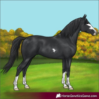Horse Color:Black 