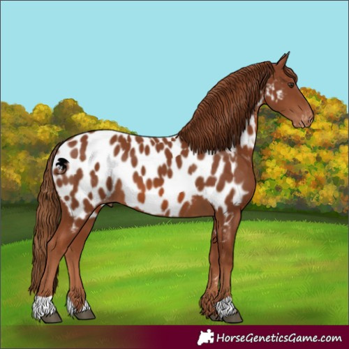 Horse Color:Chestnut Appaloosa 