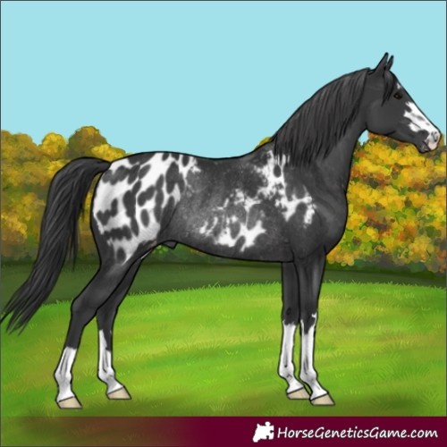 Horse Color:Black Appaloosa Rabicano 