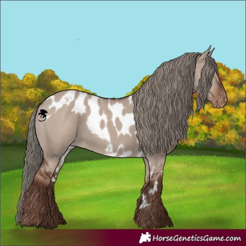 Horse Color:Liver Red Dun Mushroom Skewed Appaloosa 