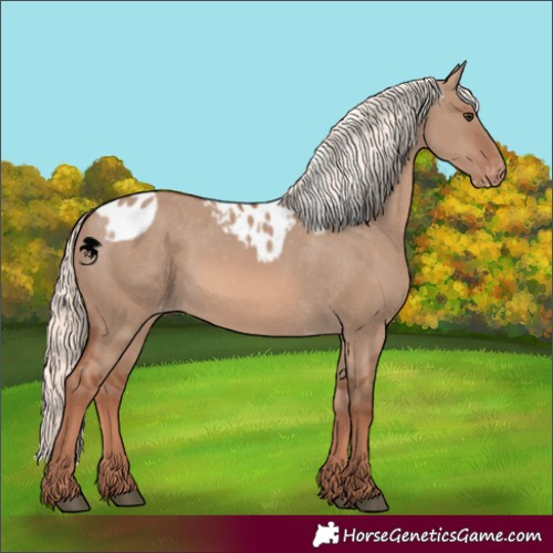Horse Color:Red Dun Mushroom Skewed Appaloosa 