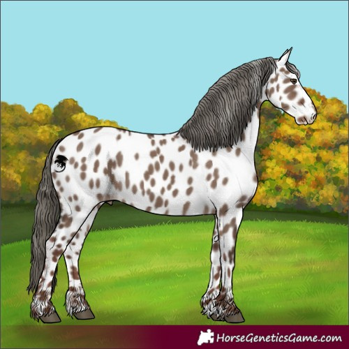 Horse Color:Liver Red Dun Mushroom Appaloosa