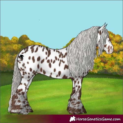 Horse Color:Liver Chestnut Mushroom Appaloosa 