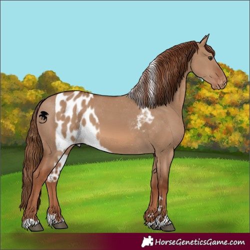 Horse Color:Red Dun Skewed Appaloosa 