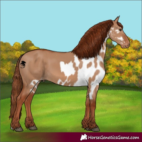 Horse Color:Red Dun Skewed Appaloosa 