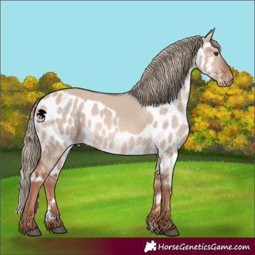 Horse Color:Red Dun Mushroom Skewed Appaloosa 