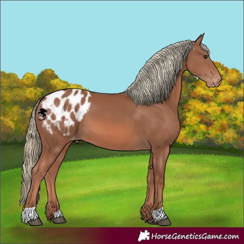 Horse Color:Chestnut Mushroom Appaloosa