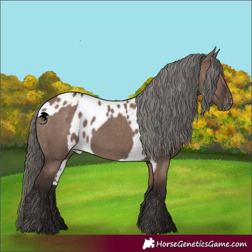 Horse Color:Liver Red Dun Mushroom Skewed Appaloosa 