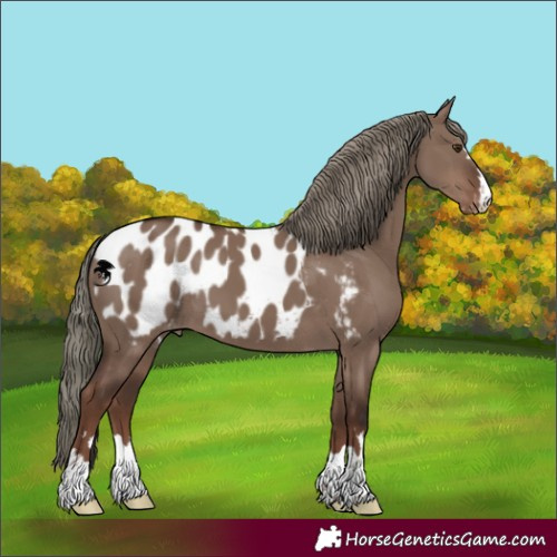 Horse Color:Liver Red Dun Mushroom Appaloosa 