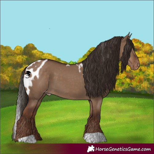Horse Color:Liver Red Dun Skewed Appaloosa 