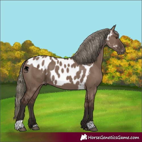 Horse Color:Liver Red Dun Mushroom Skewed Appaloosa