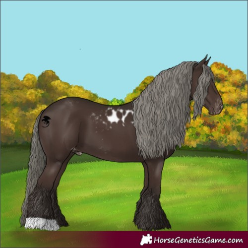 Horse Color:Liver Chestnut Mushroom Skewed Appaloosa