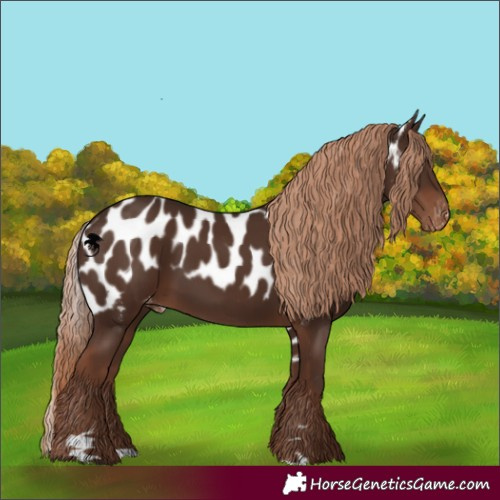 Horse Color:Liver Chestnut Skewed Appaloosa 