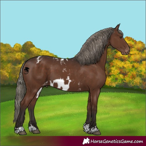 Horse Color:Liver Chestnut Mushroom Skewed Appaloosa