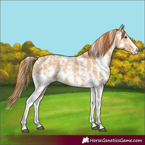 Horse Color:Red Dun Sabino 
